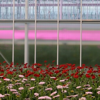 Doświadczalna uprawa gerbery - w sąsiednim bloku doświadczalnym właśnie włączyły się lampy LED